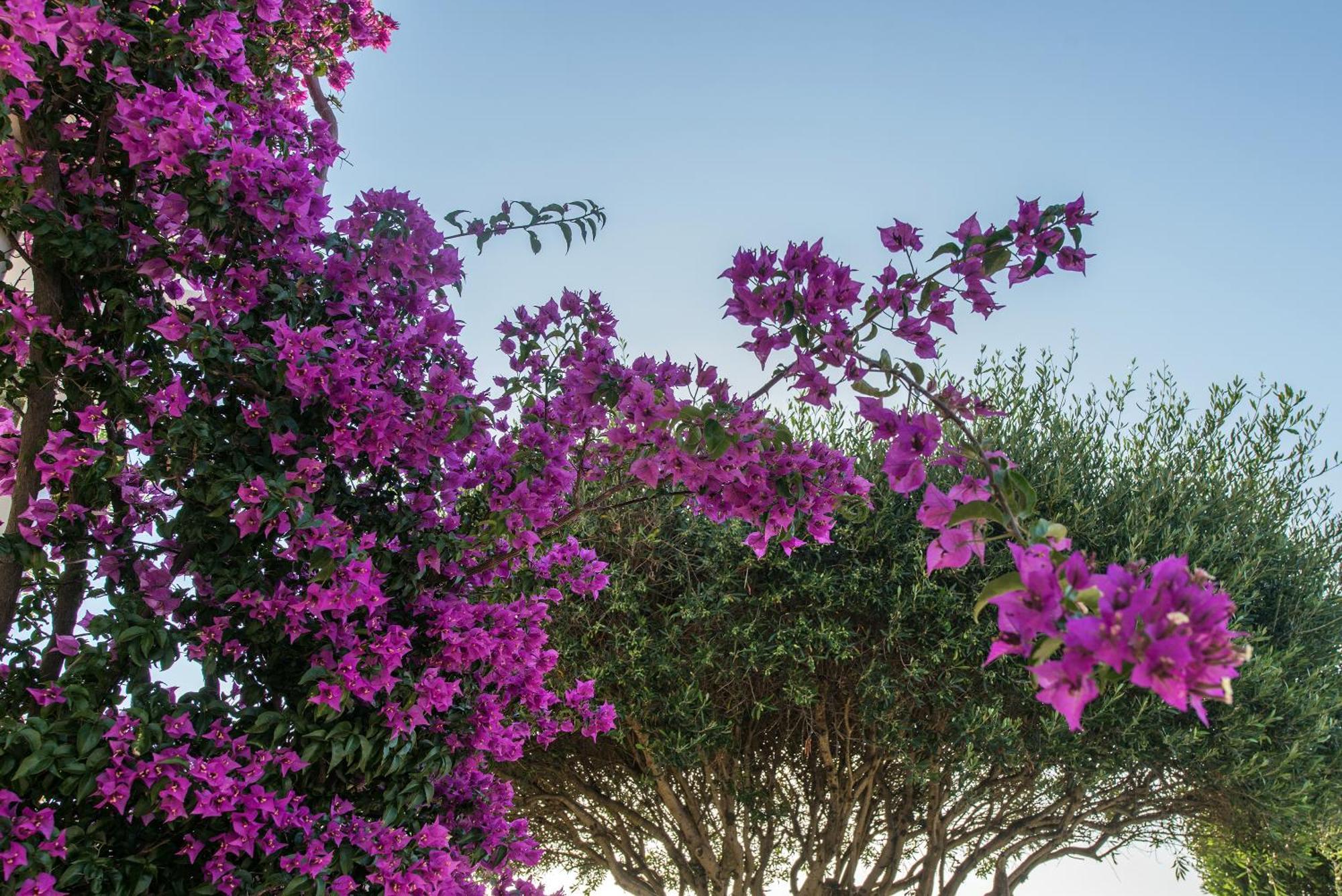 Hill Lofos Hotel Kassiopi Zewnętrze zdjęcie